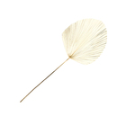 Planta Seca Latania Bege Artesanal