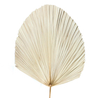 Planta Seca Latania Bege Artesanal