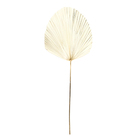 Planta Seca Latania Bege Artesanal