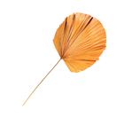 Planta Seca Latania Laranja Artesanal