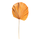 Planta Seca Latania Laranja Artesanal