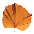 Planta Seca Latania Laranja Artesanal