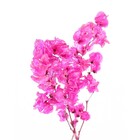 Planta Seca para Decoração Bougainville Rosa 40cm Artesanal Teares