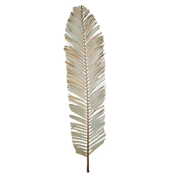 Planta Seca para Decoração Capim Cana Brava 120 cm Artesanal Teares