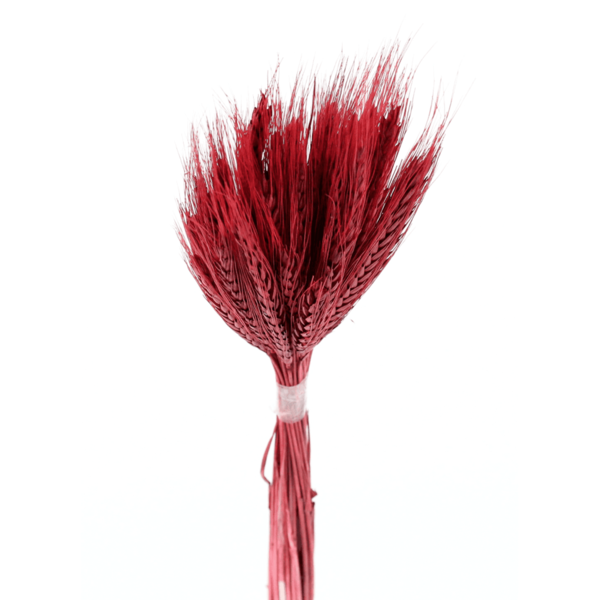 Planta Seca para Decoração Capim Majestade Bege 50cm Artesanal Teares