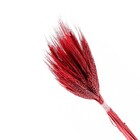 Planta Seca para Decoração Capim Majestade Bege 50cm Artesanal Teares