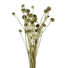 Planta Seca para Decoração Cara De Coruja Laranja 40cm Artesanal Teares