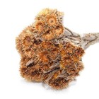 Planta Seca para Decoração Rosinha Laranja Desidra 50cm Artesanal Teares