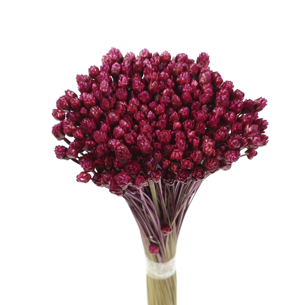 Planta Seca Pimentinha Rosa Artesanal