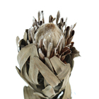 Planta Seca Protea Bege Artesanal