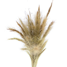 Planta Seca Rabo de Raposa Bege Artesanal