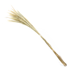 Planta Seca Rabo de Raposa Bege Artesanal