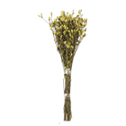 Planta Seca Romo Roxo Amarelo Artesanal