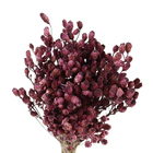 Planta Seca Romo Roxo Rosa Artesanal