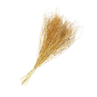 Planta Seca Sementinha Laranja Artesanal