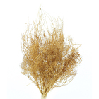 Planta Seca Sementinha Laranja Artesanal