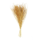 Planta Seca Sementinha Laranja Artesanal