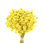 Planta Seca Sempre Viva Amarelo Artesanal