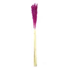 Planta Seca Sorgo Rosa Artesanal
