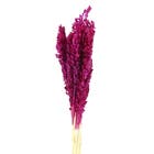 Planta Seca Sorgo Rosa Artesanal