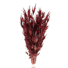 Planta Seca Trigão Vermelho Artesanal