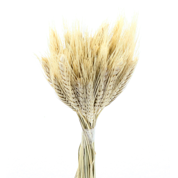 Planta Seca Trigo Colorido Bege Artesanal