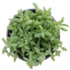 Planta Senecio Peregrinus c18