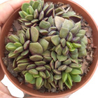 Planta Suculenta Anacampseros Rufflens