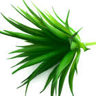 Planta Suculenta Artificial Md4