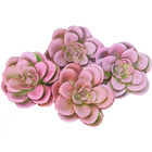 Planta Suculenta Echeveria Artificial Para Decoração Cores: R
