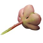 Planta Suculenta Echeveria Artificial Para Decoração Cores: R