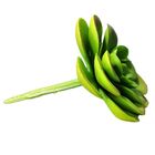 Planta Suculenta Echeveria Artificial Para Decoração Cores: V