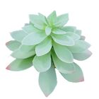Planta Suculenta Flor Grande Artificial Para Arranjos Cores: