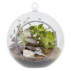 Planta Terrario Decorado