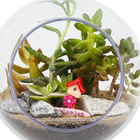 Planta Terrario Decorado