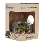 Planta Terrario Decorado