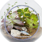 Planta Terrario Decorado