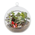 Planta Terrario Decorado