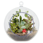 Planta Terrario Decorado