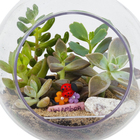 Planta Terrario Decorado