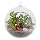 Planta Terrario Decorado