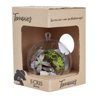 Planta Terrario Decorado