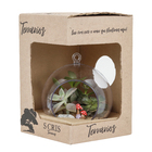 Planta Terrario Decorado