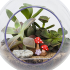 Planta Terrario Decorado