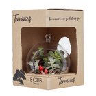 Planta Terrario Decorado