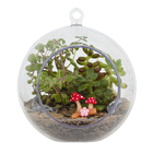 Planta Terrario Decorado