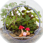 Planta Terrario Decorado