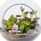 Planta Terrario Decorado