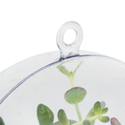 Planta Terrario Decorado