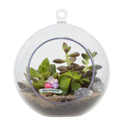 Planta Terrario Decorado